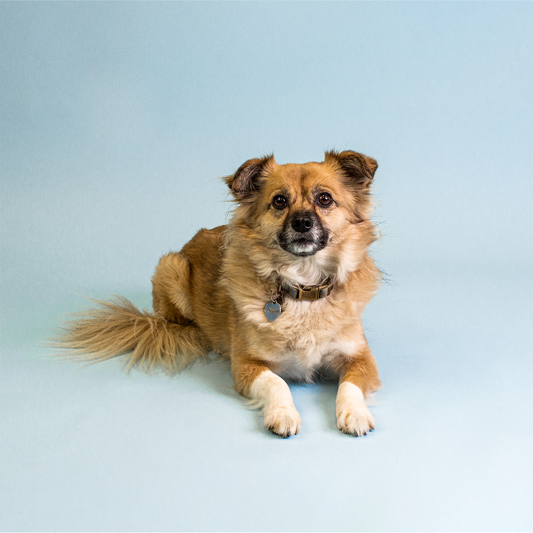 Alles over onze kantoorhond Nessa