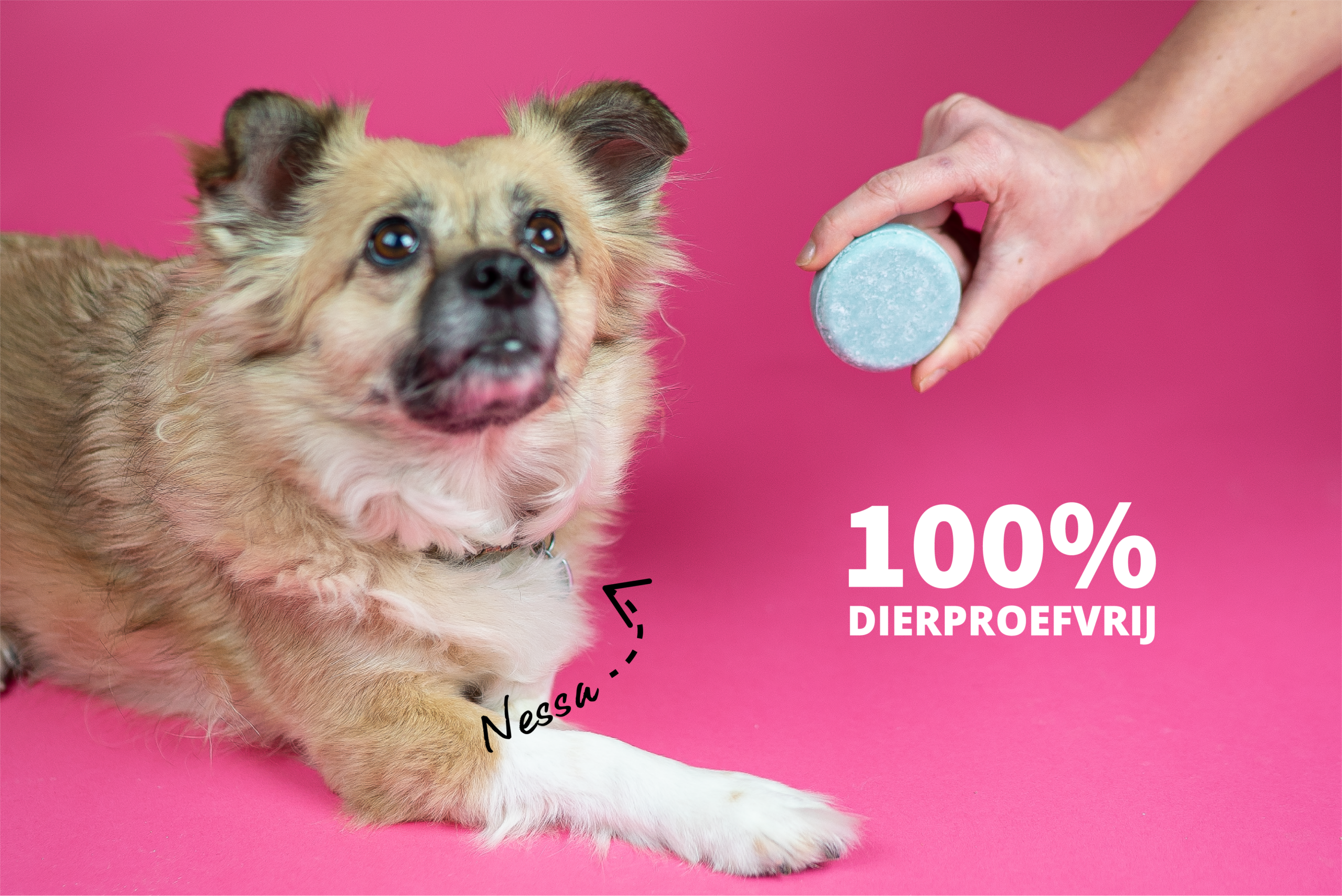 Dierproefvrije shampoo: Honden Shampoo Bars, getest en goedgekeurd door Kantoorhond Nessa!