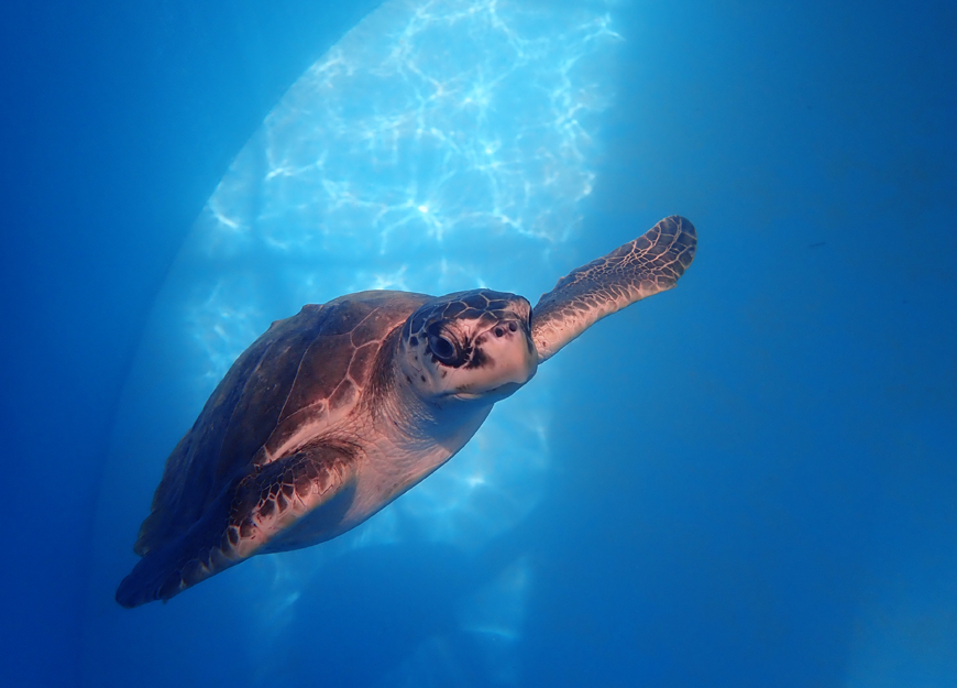 Maak kennis met “Eve” 🐢